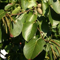 Aulne  feuilles en coeur